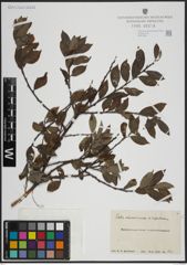 Foto von Salix atrocinerea Brot. x Salix nigricans Sm.